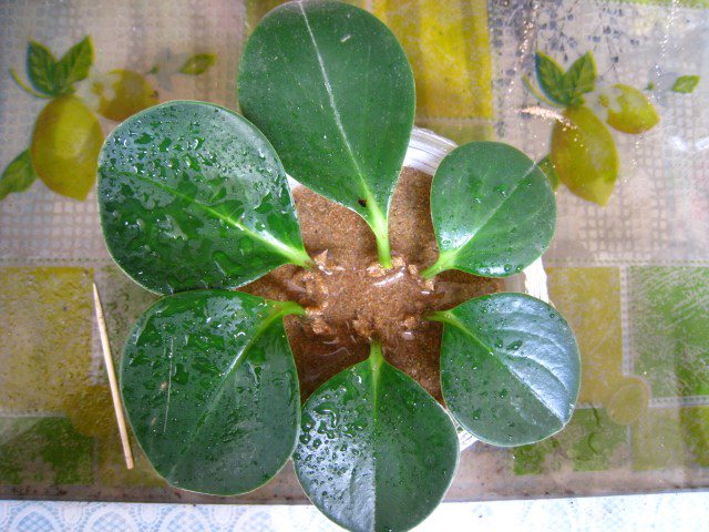 豆瓣绿如何叶插