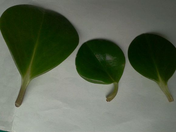 豆瓣绿如何叶插