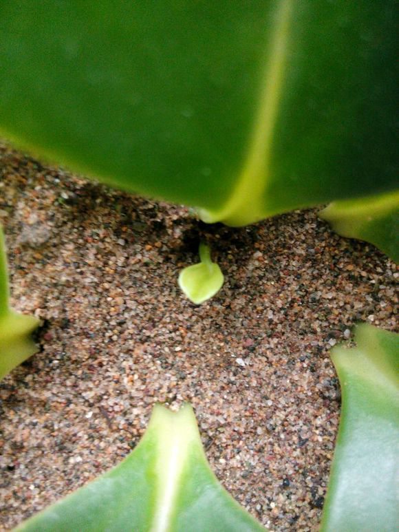 豆瓣绿如何叶插