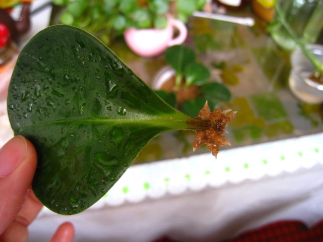 豆瓣绿如何叶插