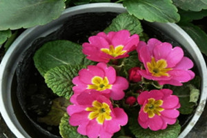 报春花如何养护