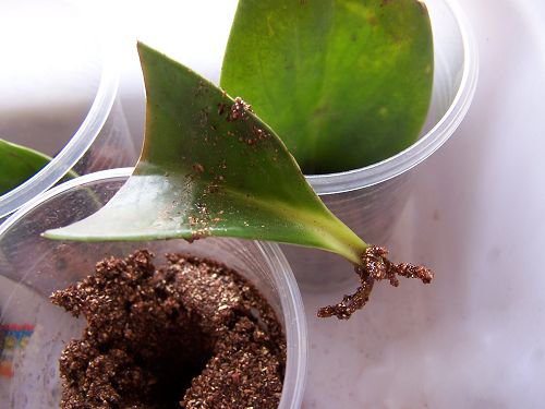 豆瓣绿如何叶插