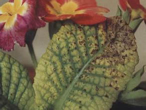 报春花如何养护