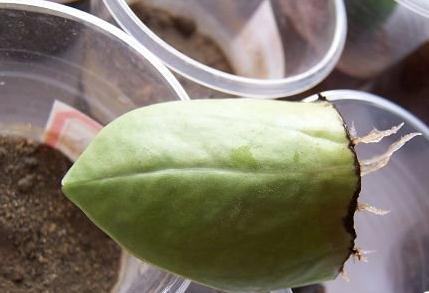 豆瓣绿如何叶插