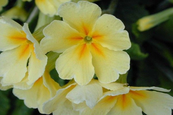 如何调节报春花的花期