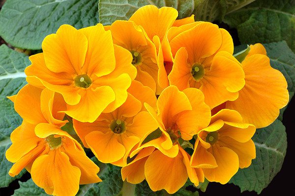 如何调节报春花的花期