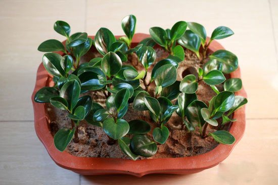 豆瓣绿如何繁殖