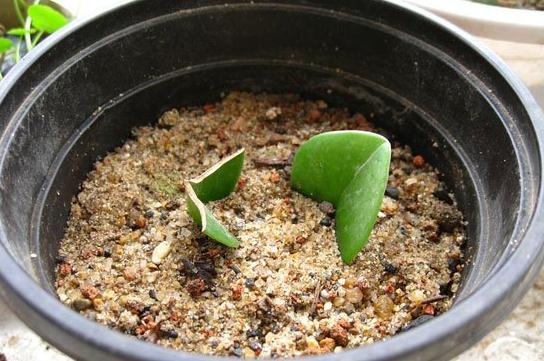 豆瓣绿如何繁殖