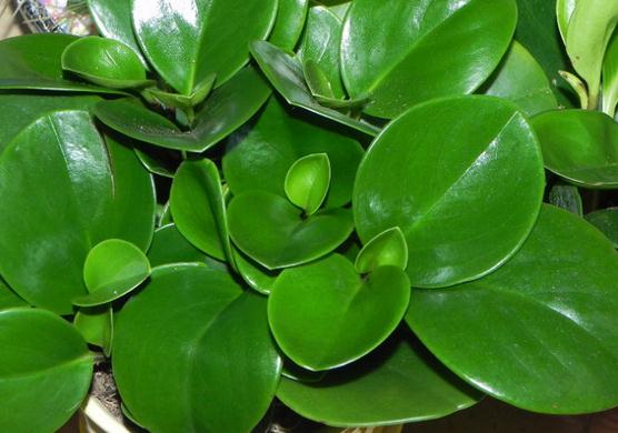 豆瓣绿冬季如何种植