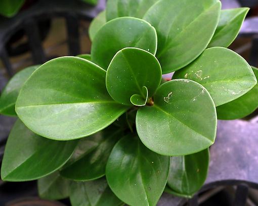 豆瓣绿冬季如何种植