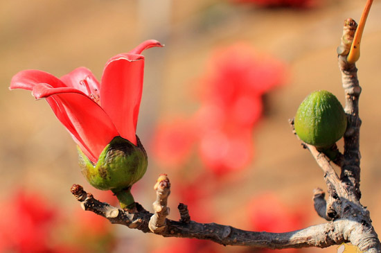 木棉花的繁殖方法