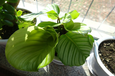 圆叶竹芋的冬季养护