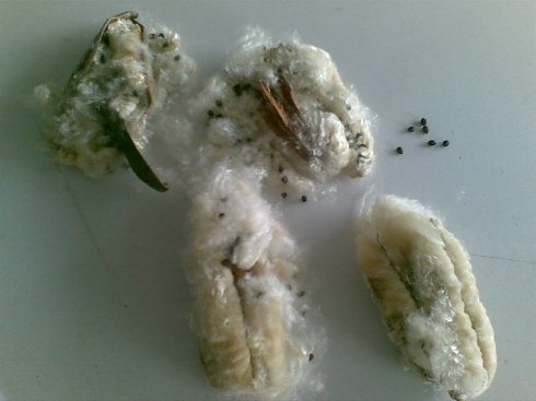 木棉花种子的种植方法