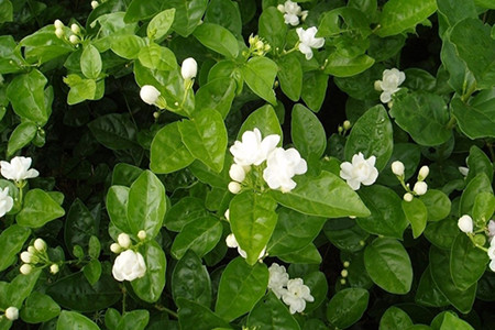 茉莉花花期