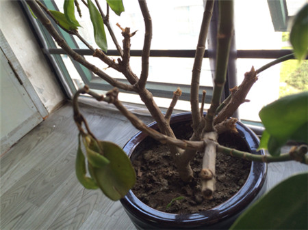 茉莉花掉叶子解决办法