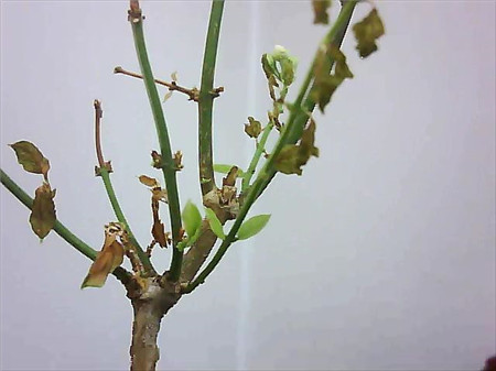 茉莉花掉叶子解决办法