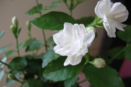 茉莉花如何移栽