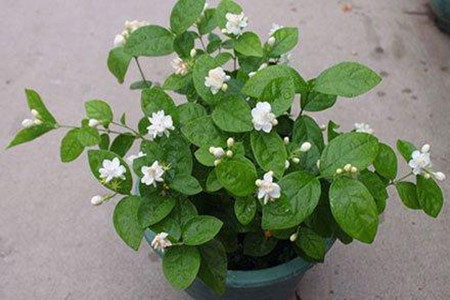 茉莉花如何移栽