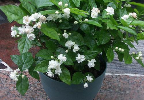 茉莉花如何移栽