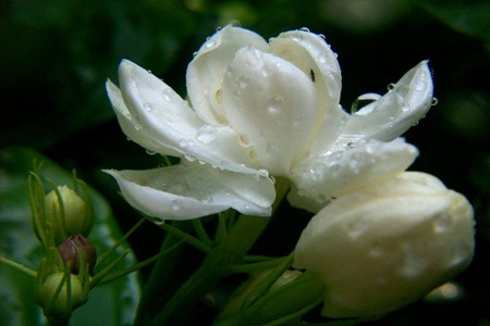 盆栽茉莉花的养护方法