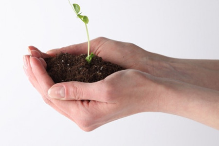 盆栽茉莉花的养护方法