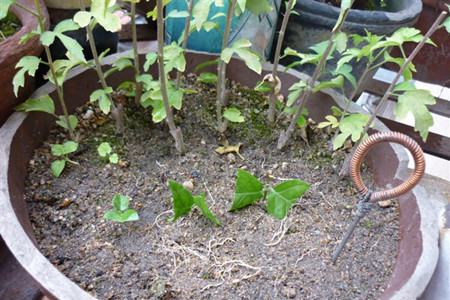 茉莉花扦插方法