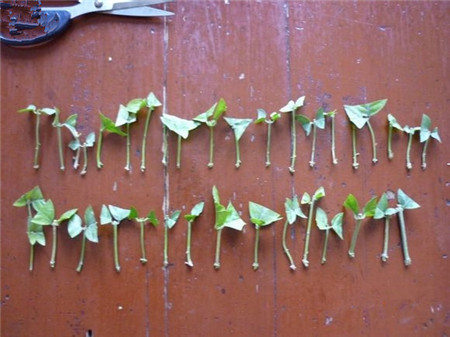 茉莉花扦插方法