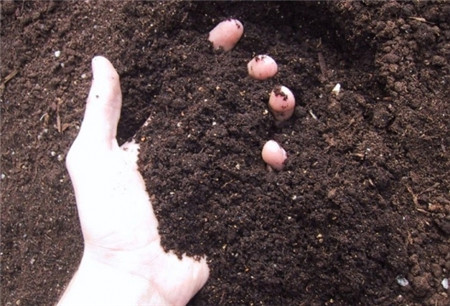 茉莉花扦插方法