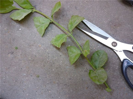 茉莉花扦插方法