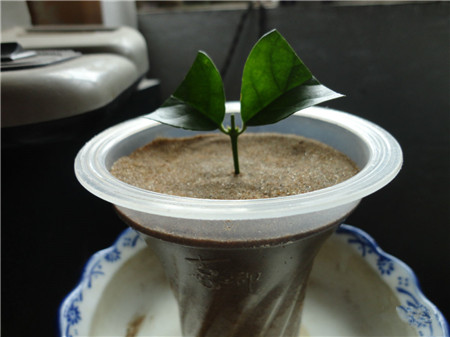 茉莉花扦插方法