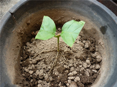 茉莉花扦插方法