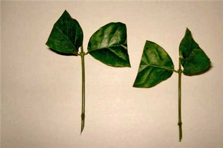 茉莉花扦插方法