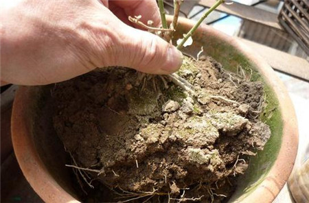 茉莉的修剪方法