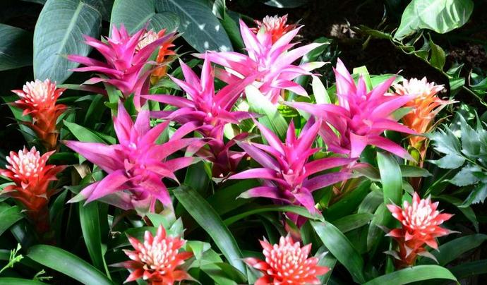 鸿运当头繁殖方法