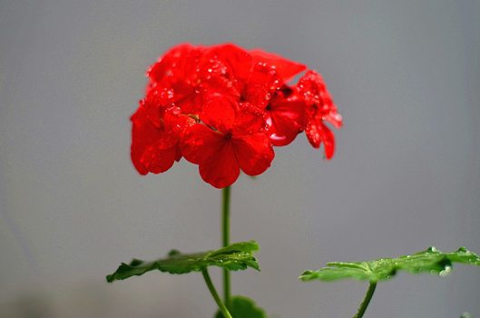 天竺葵冬天如何种植