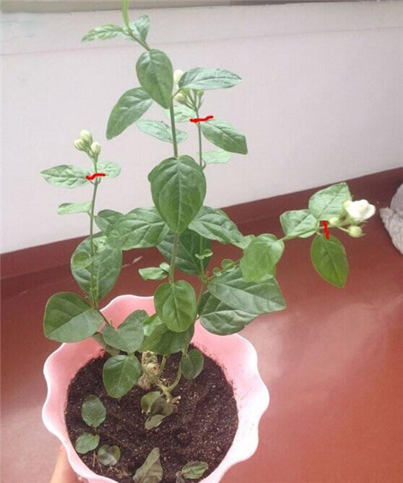 茉莉的修剪方法