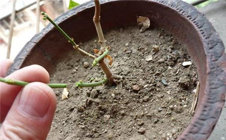 茉莉的修剪方法