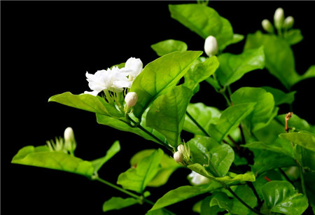 茉莉的修剪方法