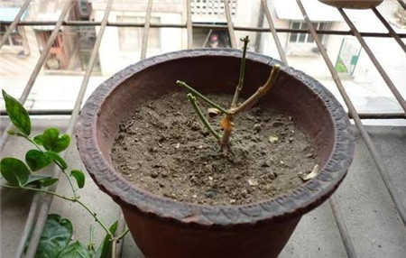 茉莉的修剪方法