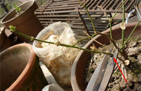 茉莉的修剪方法