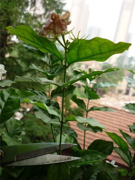茉莉的修剪方法