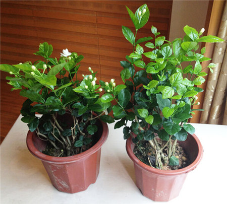 茉莉的修剪方法