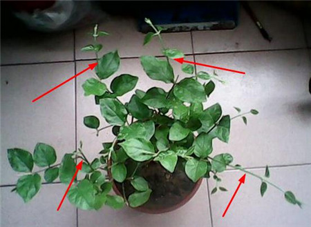 茉莉的修剪方法