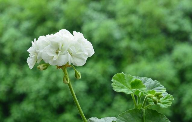 天竺葵冬天如何种植