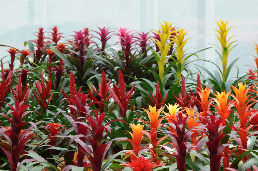 鸿运当头繁殖方法