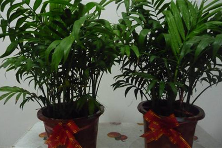 袖珍椰子如何养护