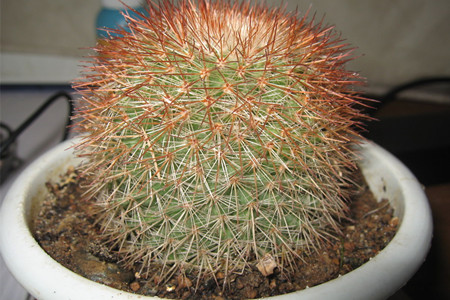 仙人球如何播种