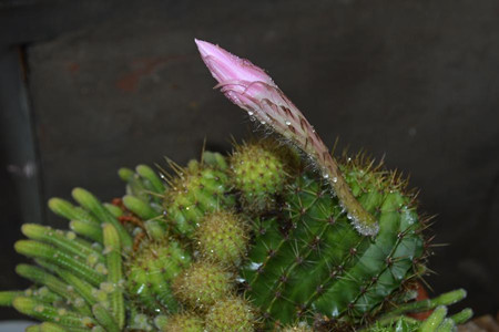 仙人球如何播种