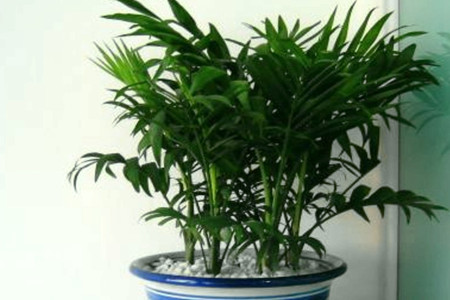 袖珍椰子如何养护