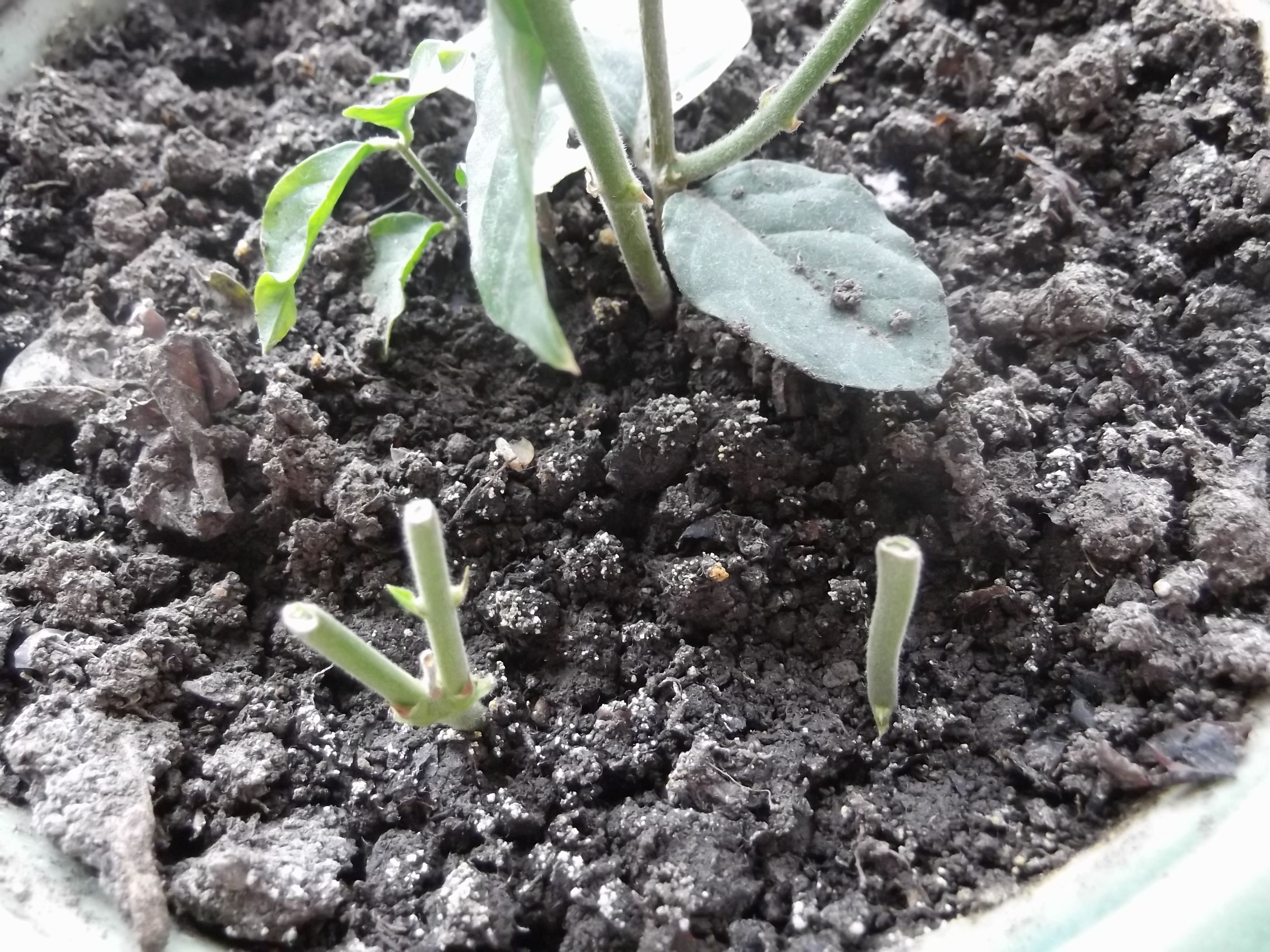 茉莉花如何施肥